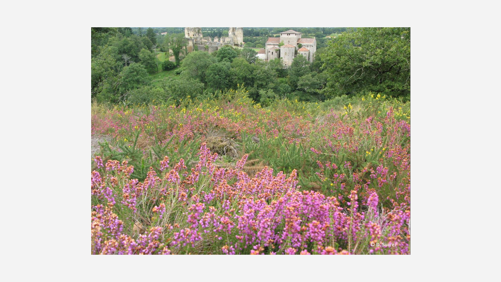 Landes sèches européennes © D. SUAREZ, Charente Nature